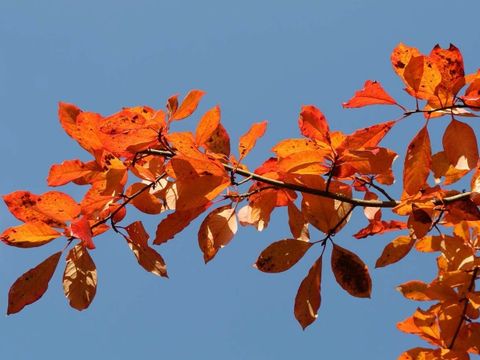 Bildvergrößerung: Blätter des Wald-Tupelobaumes mit Herbstfärbung