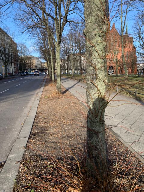 Baumscheibenerweiterung an der Bülowstraße, Dennewitzplatz