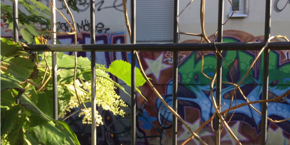 Im Bülow-Quartier: Zaun mit Laub vor einem mit Graffiti bemalten Haus