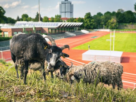 im Vordergrund drei fressende Schafe, im Hintergrund das Stadion Wilmersdorf 