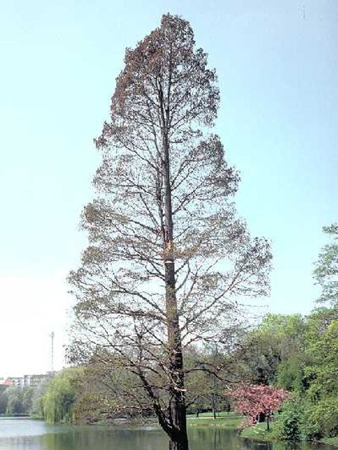 Sumpfzypresse - Sumpfzypressenbaum