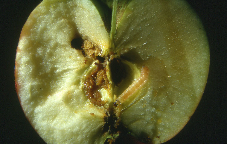 Larve des Apfelwicklers im Apfel
