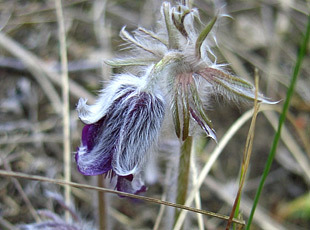 Wiesen-Küchenschelle (Pulsatilla pratensis subsp. nigricans)