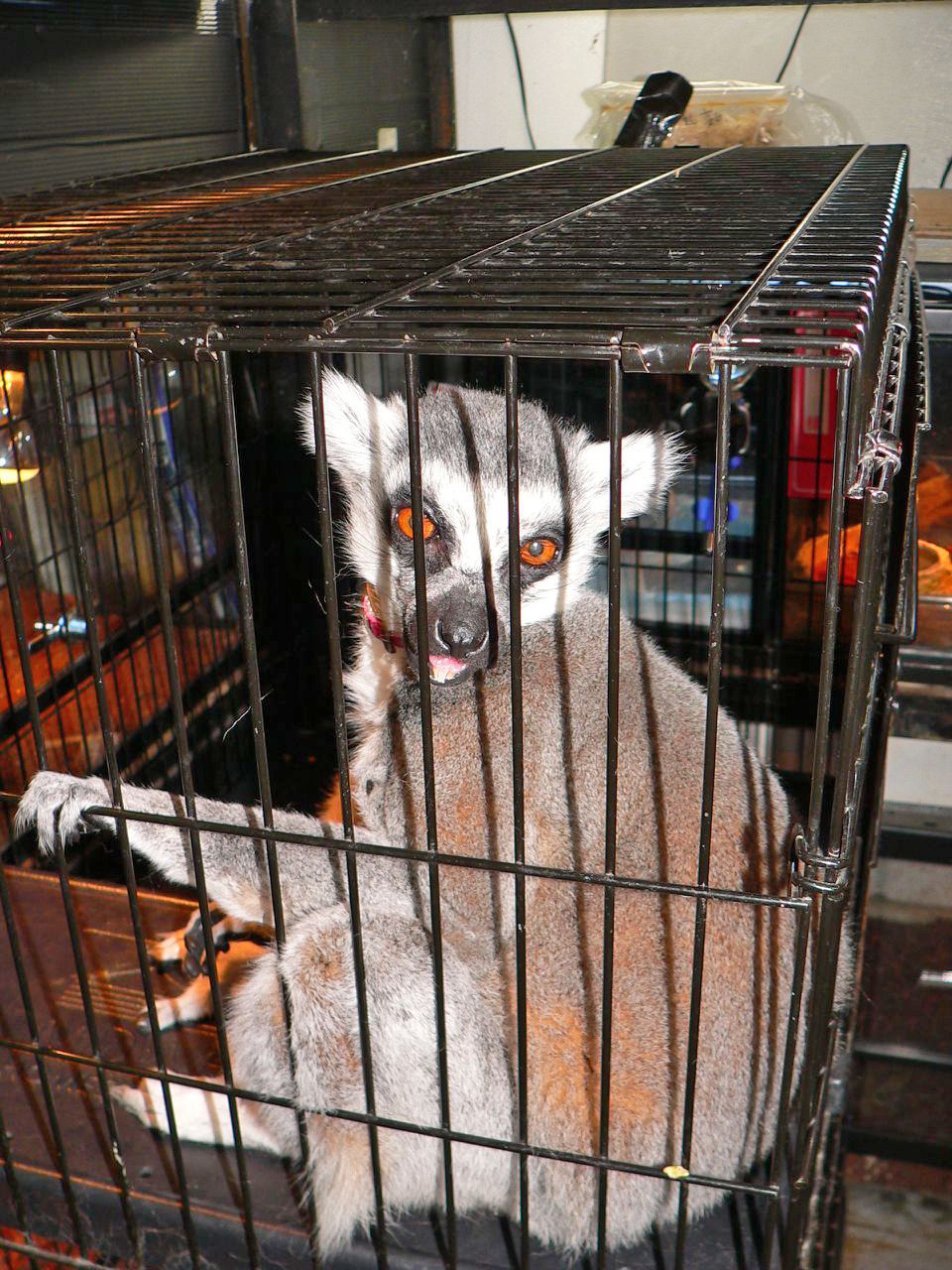 Katta in Japan (Lemur catta)