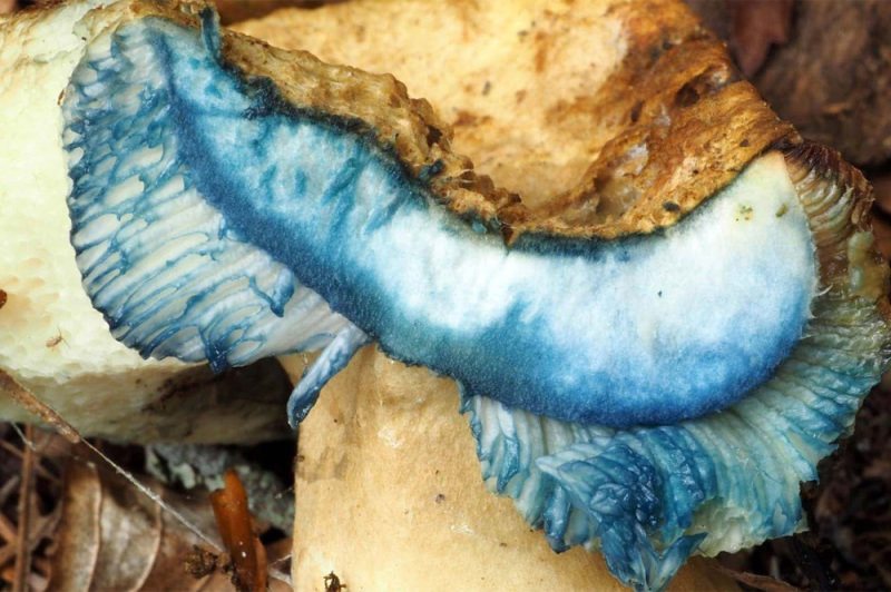 Der Kornblumenröhrling (Gyroporus cyanescens) macht seinem Namen bei Verletzung alle Ehre. Er verfärbt sich kornblumenblau.
