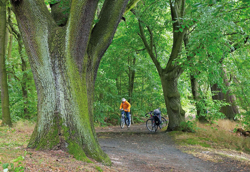 Zwischen imposanten Lindenbäumen fährt eine Radfahrerin in orangefarbener Jacke auf einem unbefestigten Weg. Hinter ihr dichtes Buschwerk. Rechts des Weges stehen zwei Fahrräder mit Gepäcktaschen neben dem dicken Stamm einer Linde.