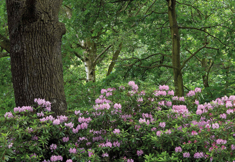 Im Vordergrund wachsen dichte Rhododendronbüsche mit rosafarbenen Blüten. Links dahinter ein mächtiger Baumstamm mit grober Rinde, daneben das dichte Grün von Büschen und Bäumen. Die immergrünen Blätter des Rhododendron sind schmal und lang, die großen prächtigen Blüten glocken- oder trompetenförmig. Die Blüten wachsen zahlreich nebeneinander und lassen so den Eindruck eines Blütenballs entstehen. Die Büsche erreichen eine Höhe bis zu einen Meter zwanzig.