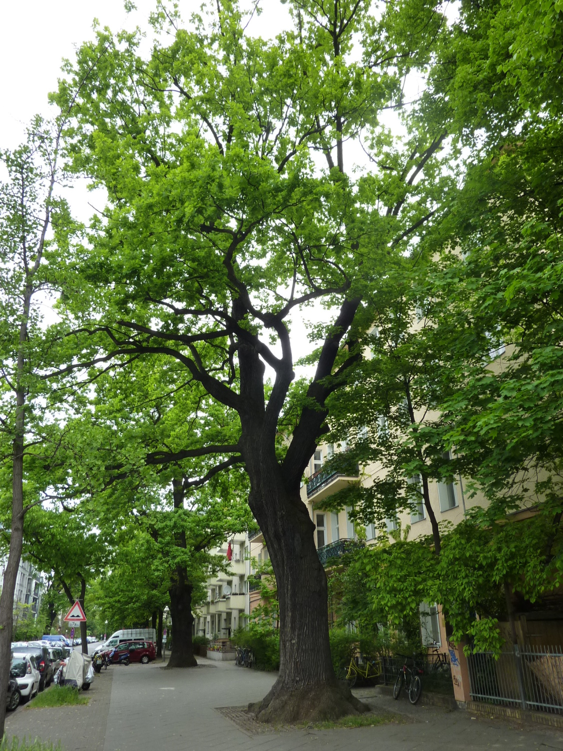 Stieleiche (Quercus robur) in Friedrichshain-Kreuzberg