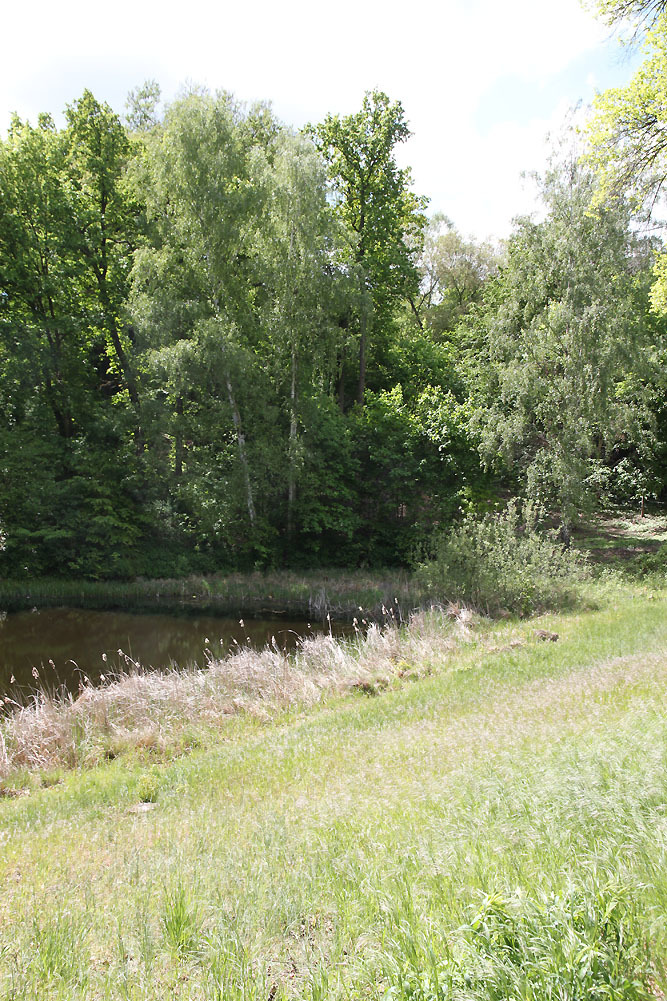 Ruhwaldpark im Mai 2019: Gewässerrand mit Ufersaum
