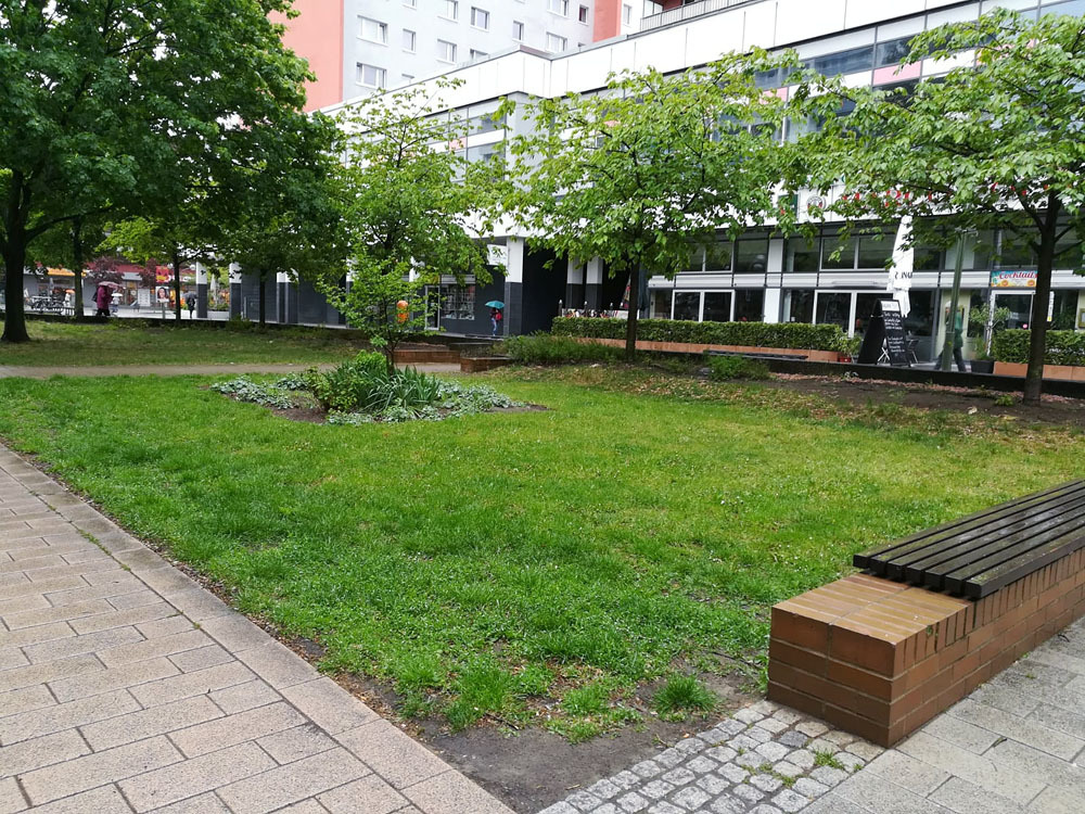Anton-Saefkow-Platz (Senkgarten) im Mai 2019: Repräsentativer Gebrauchsrasen