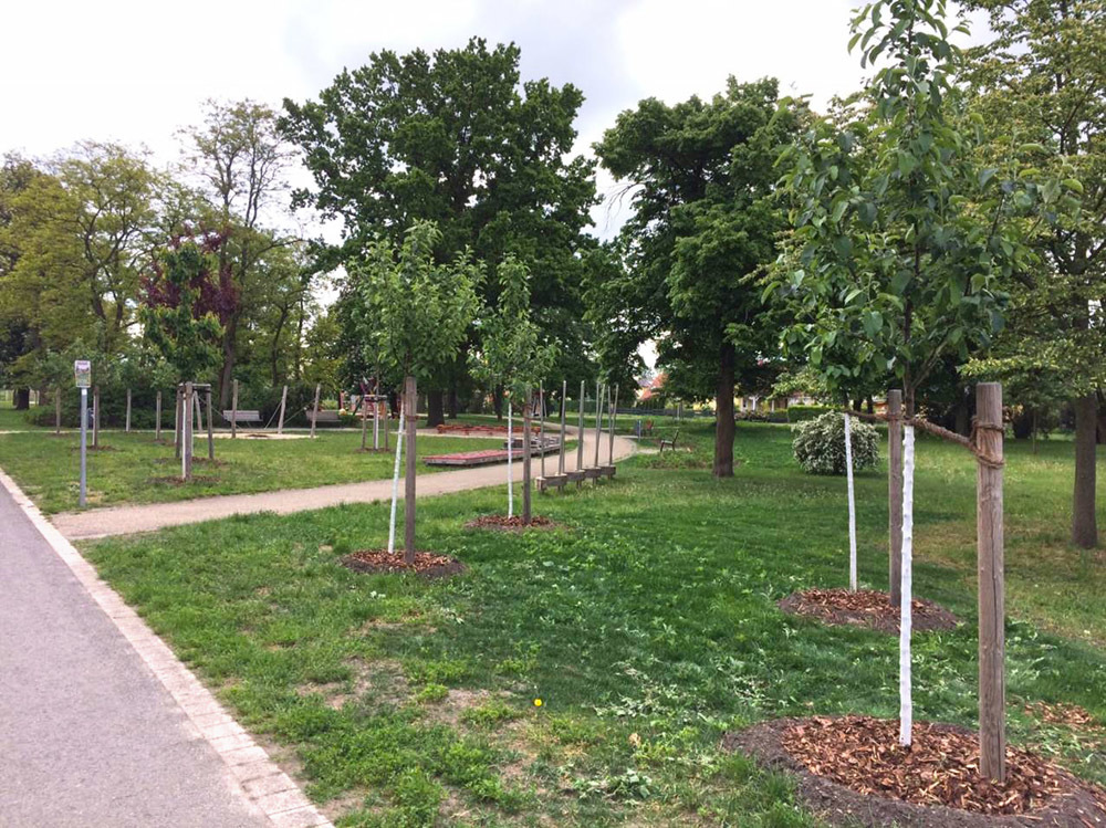 Stadtgarten Biesdorf im Mai 2019: Neue Baumpflanzungen