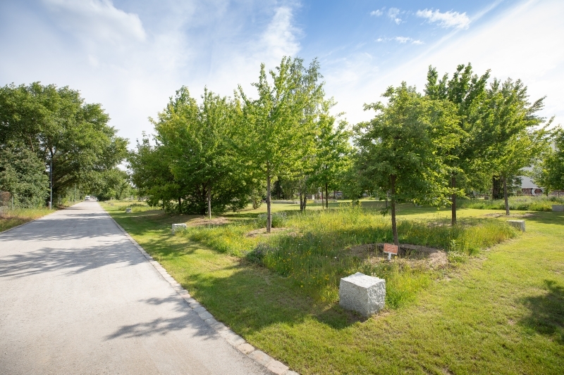 Mauerpark - neuer, im Jahr 2020 eröffneter westlicher Parkteil; Apfelwiese an der den Park durchquerenden Wegeverbindung.
