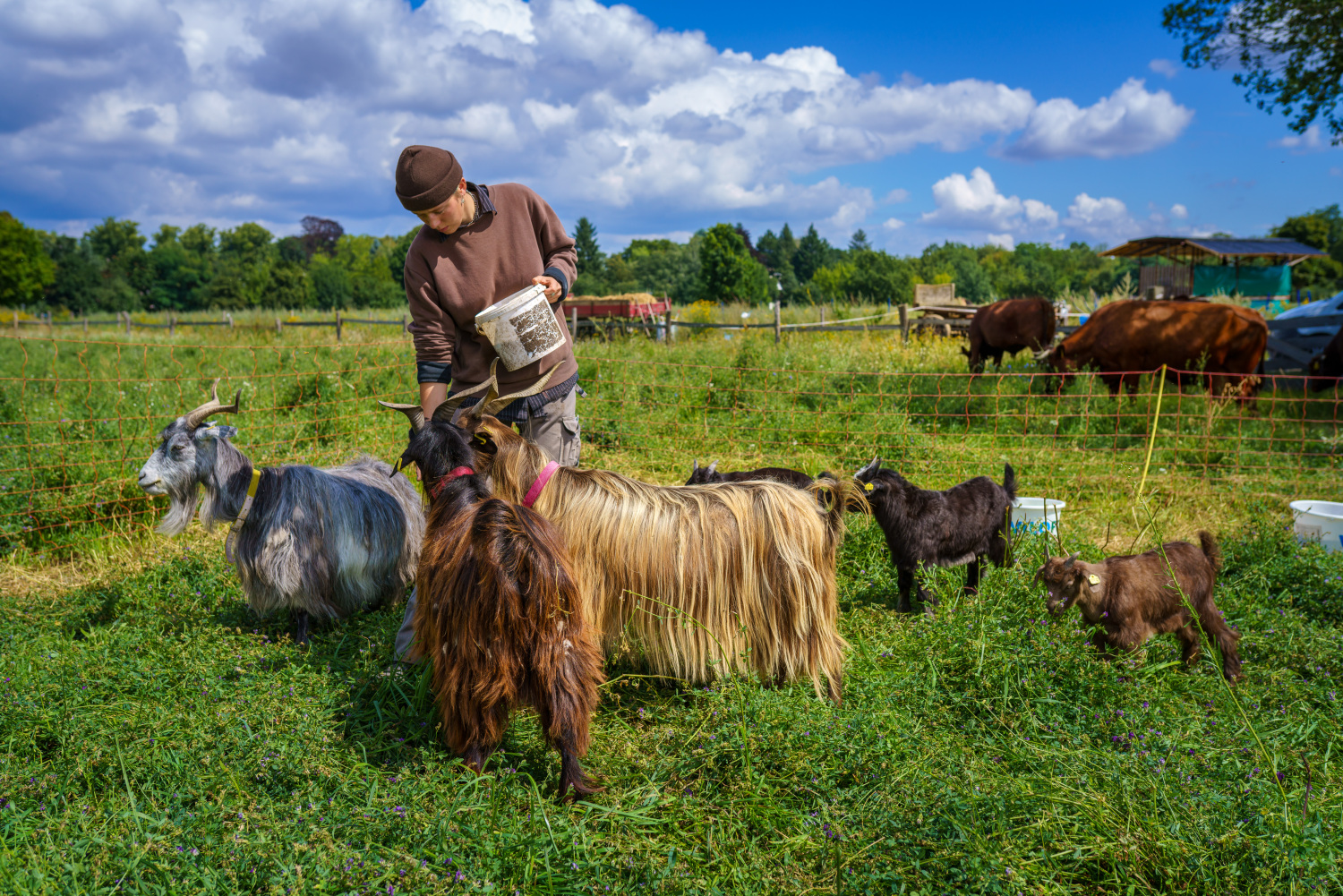 Ein Mitarbeiter füttert Ziegen