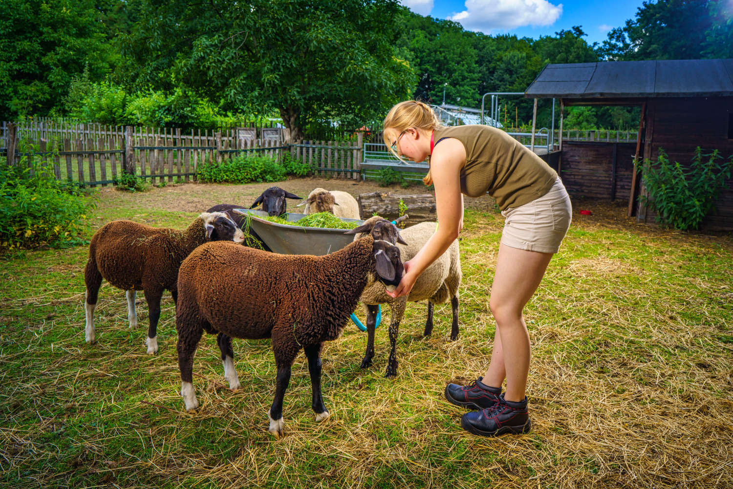 Ein Mädchen füttert Schafe