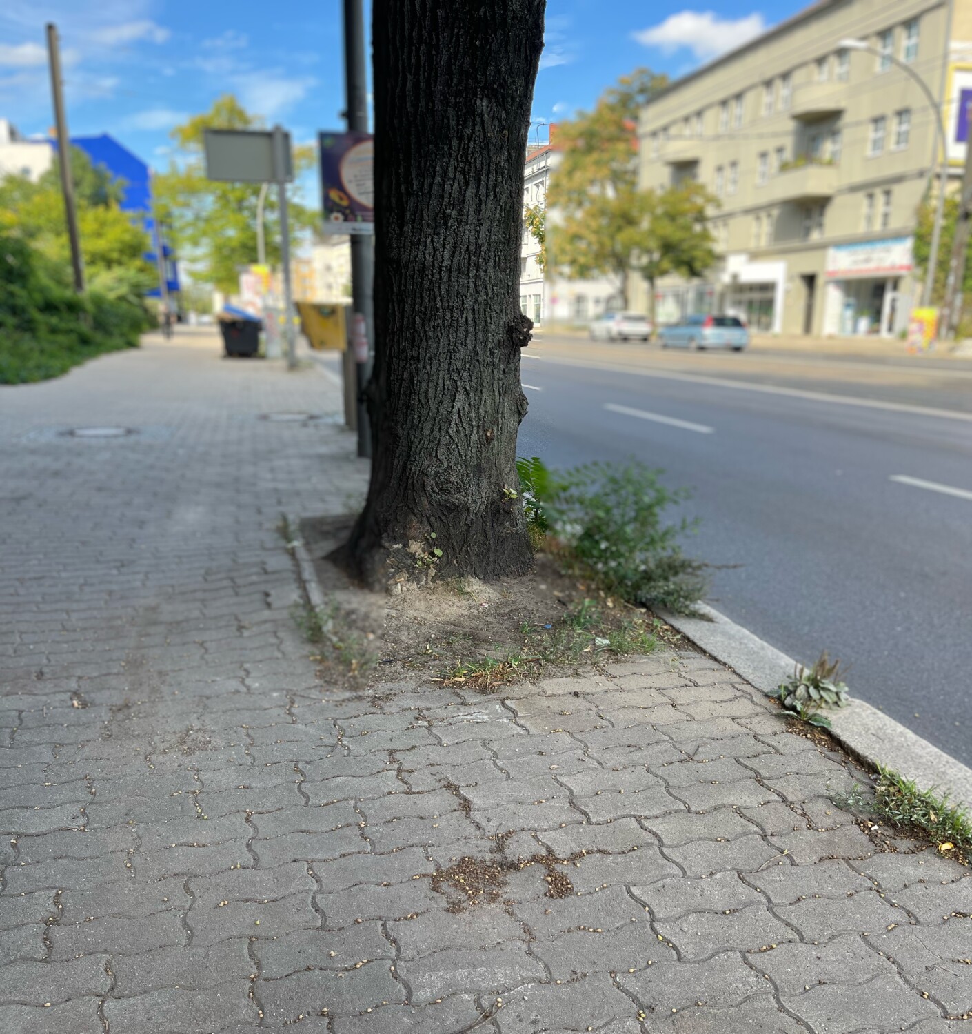 Berliner Allee, Gehweg mit zu kleinen Baumscheiben, 2026