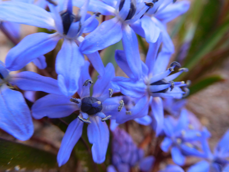 Blausternchen (Scilla bifolia)