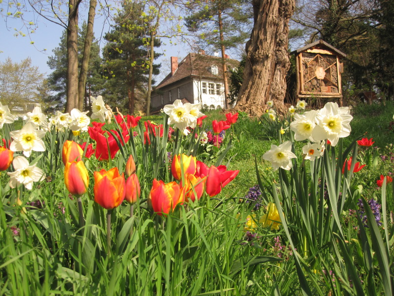 Frühling im Rhoda-Erdmann-Park am Koenigssee