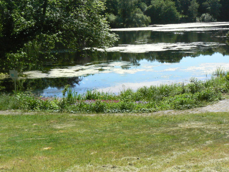 Abgeschlossene Uferbepflanzung am Koenigssee.