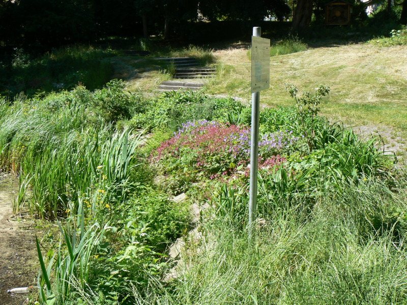 Neue Uferbepflanzung im Rhoda-Erdmann-Park.