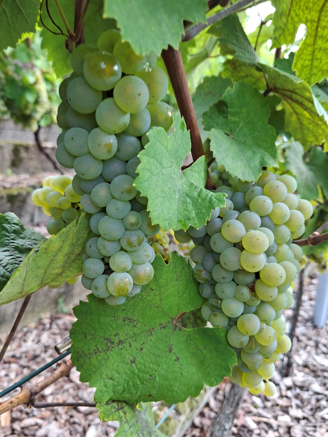 Weinlese des Heimatverein Wilmersdorf 2026