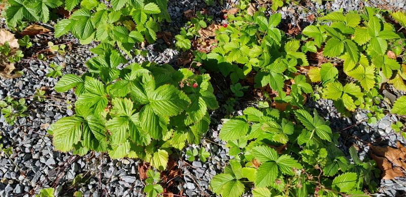 Olivaer Platz Erdbeerfeld