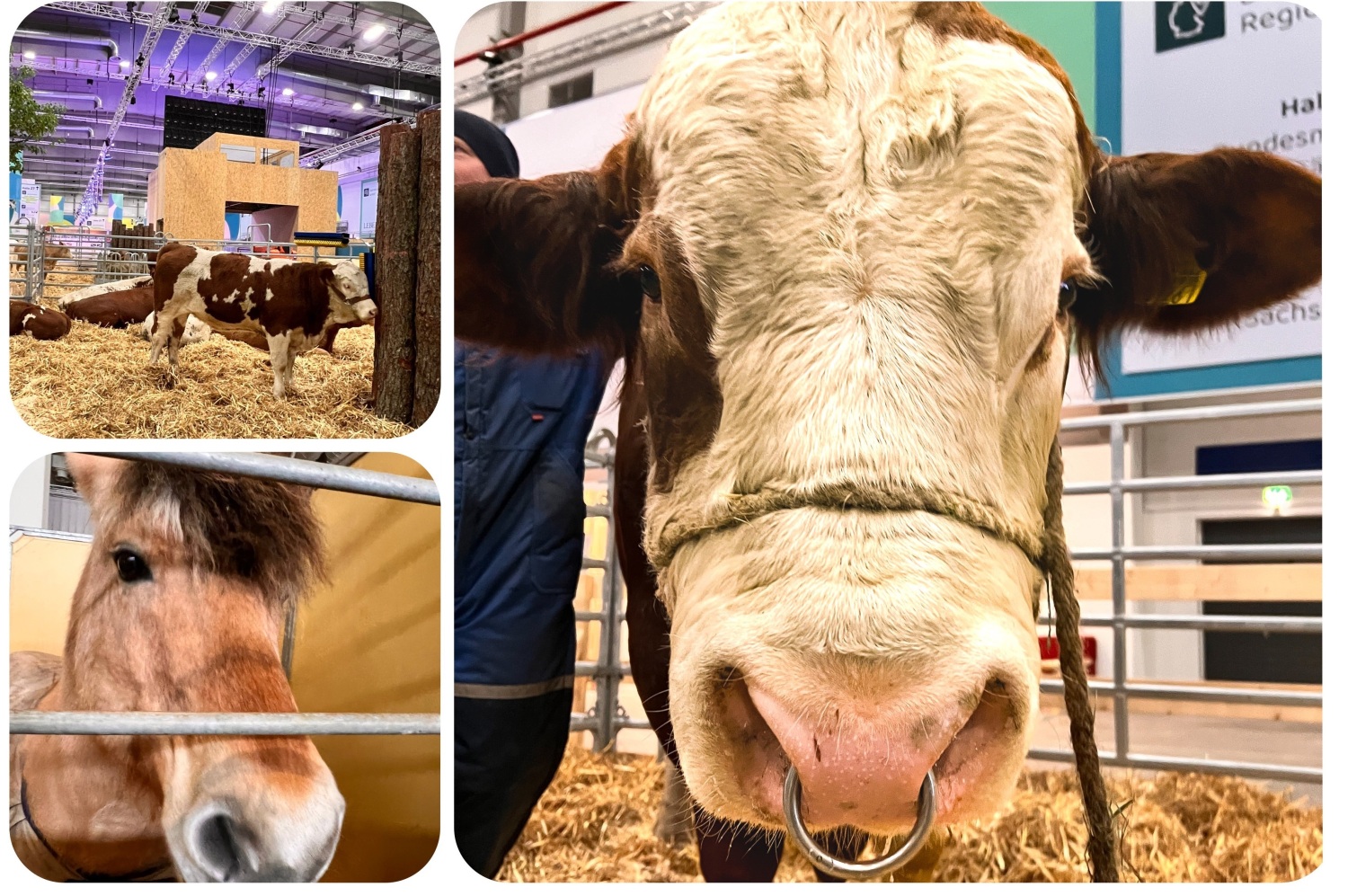 Tiere auf der Grünen Woche