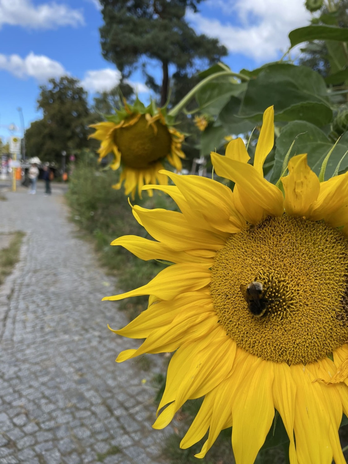 Betty-Hirsch-Platz