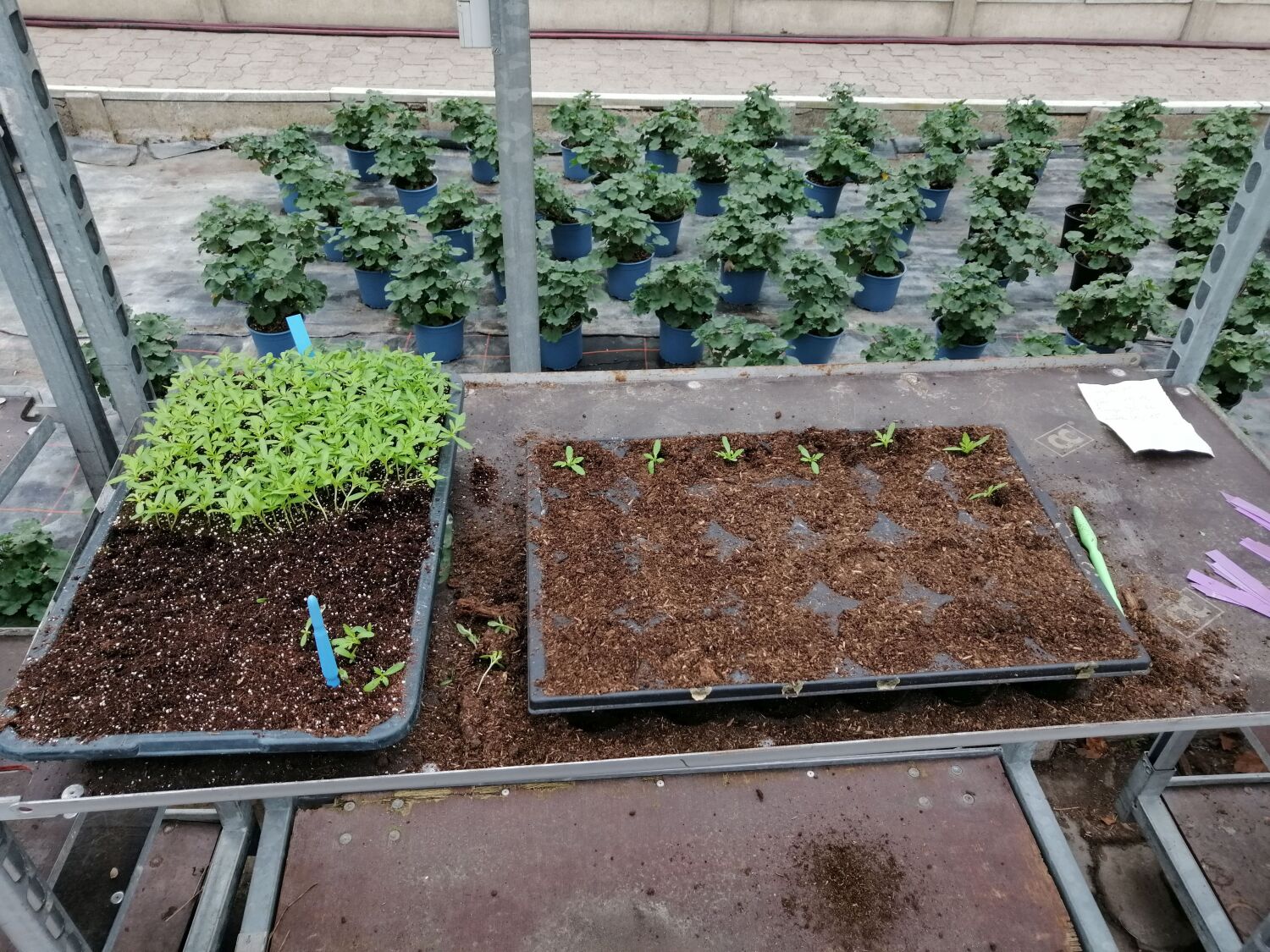 Pikieren von Tagetes patula (Studentenblume)