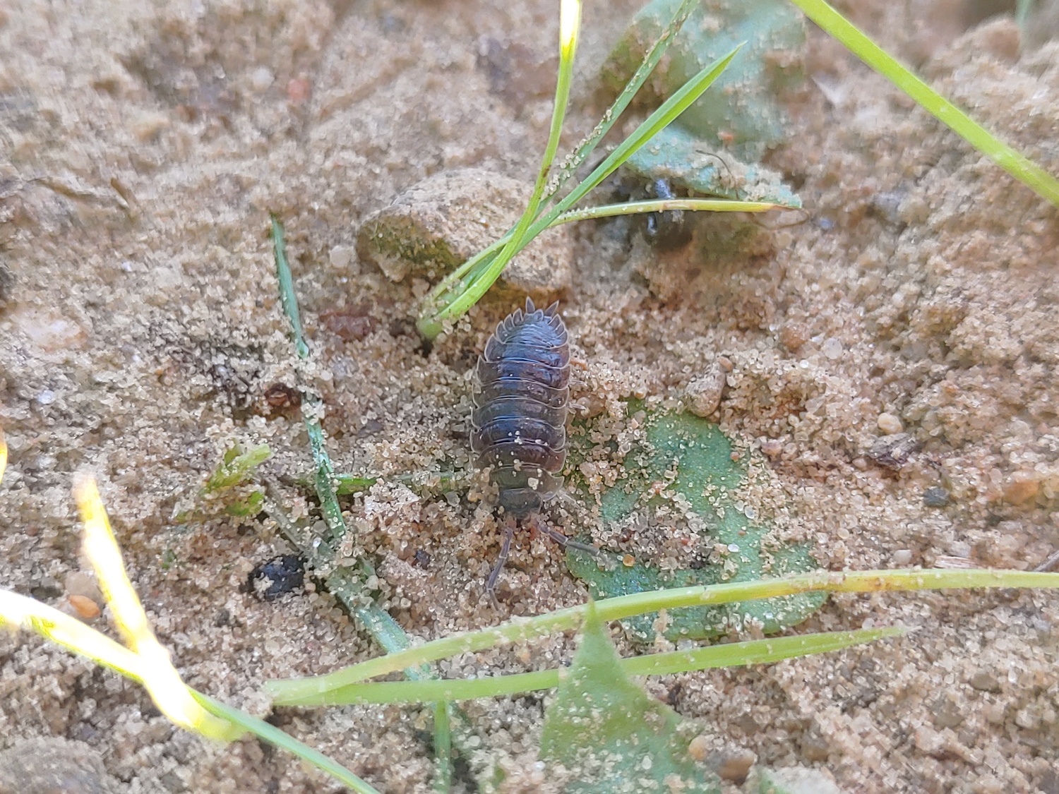 Kellerassel auf Sandhaufen auf der Baumannschen Wiese im November 2023