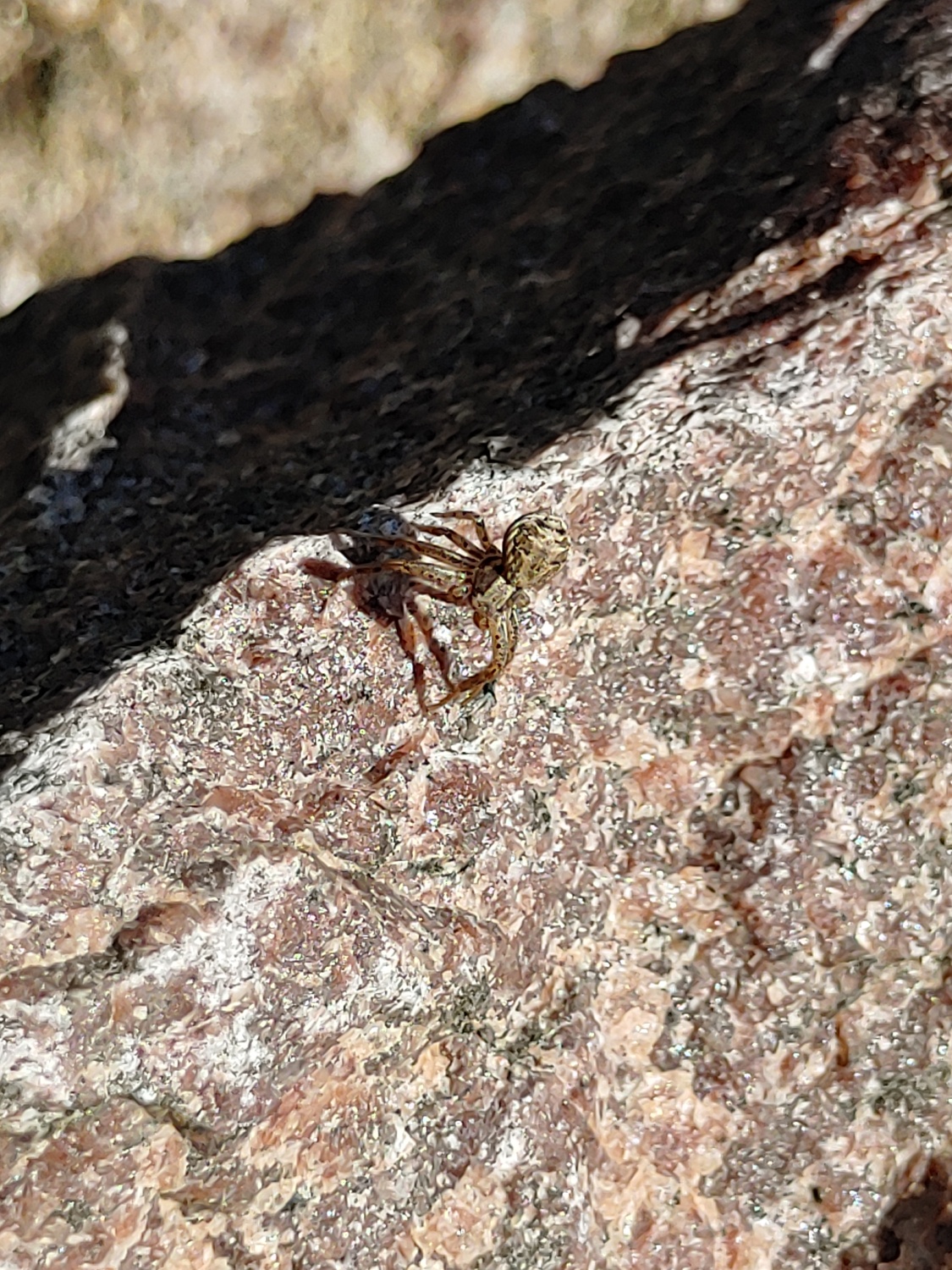 Krabbenspinne auf Stein auf der Baumannschen Wiese im November 2023