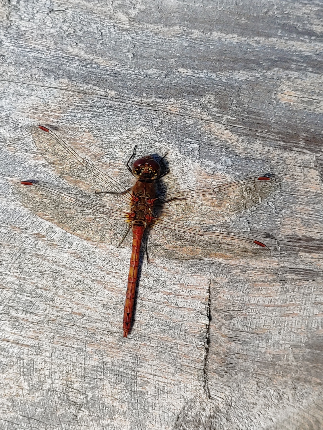 Heidelibelle von oben auf Holzstamm auf der Baumannschen Wiese im November 2023