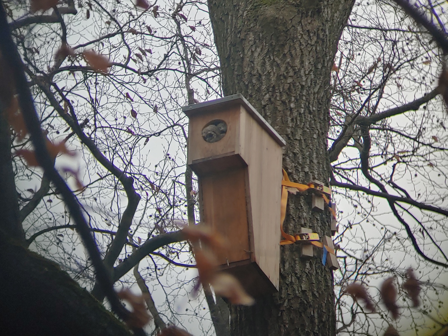 Zwei junge Waldkäuze schauen aus dem Nistkasten im März 2025
