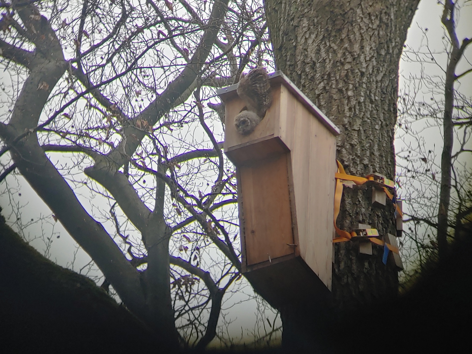 junger Waldkauz probiert seine Flügel am Nistkasten aus im März 2025