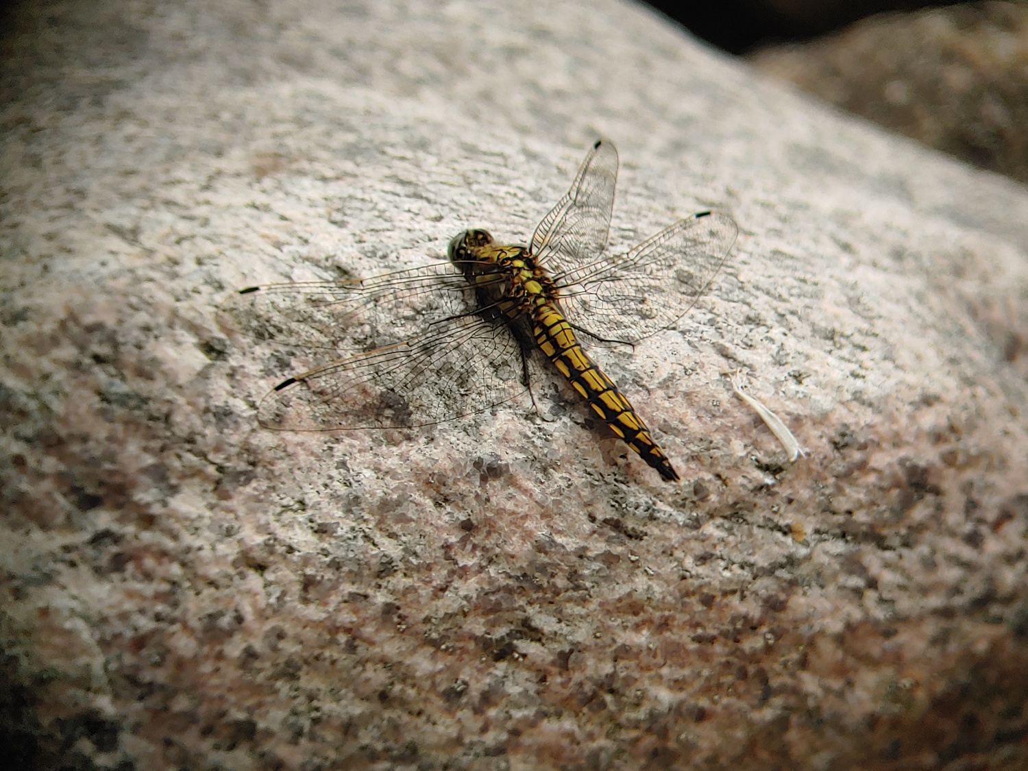 Ein Weibchen der Libellenart 'Großer Blaupfeil' ruht sich im Juni 2025 auf einem Stein im Ortelsburger Park aus.