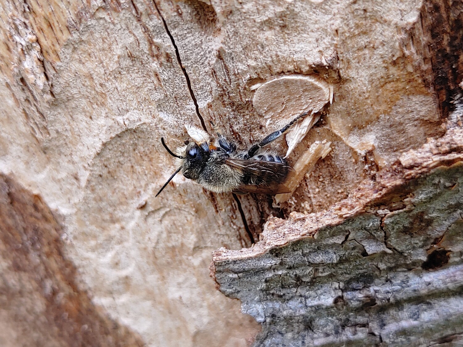 Wildbiene auf der Baumannschen Wiese im Juli 2025