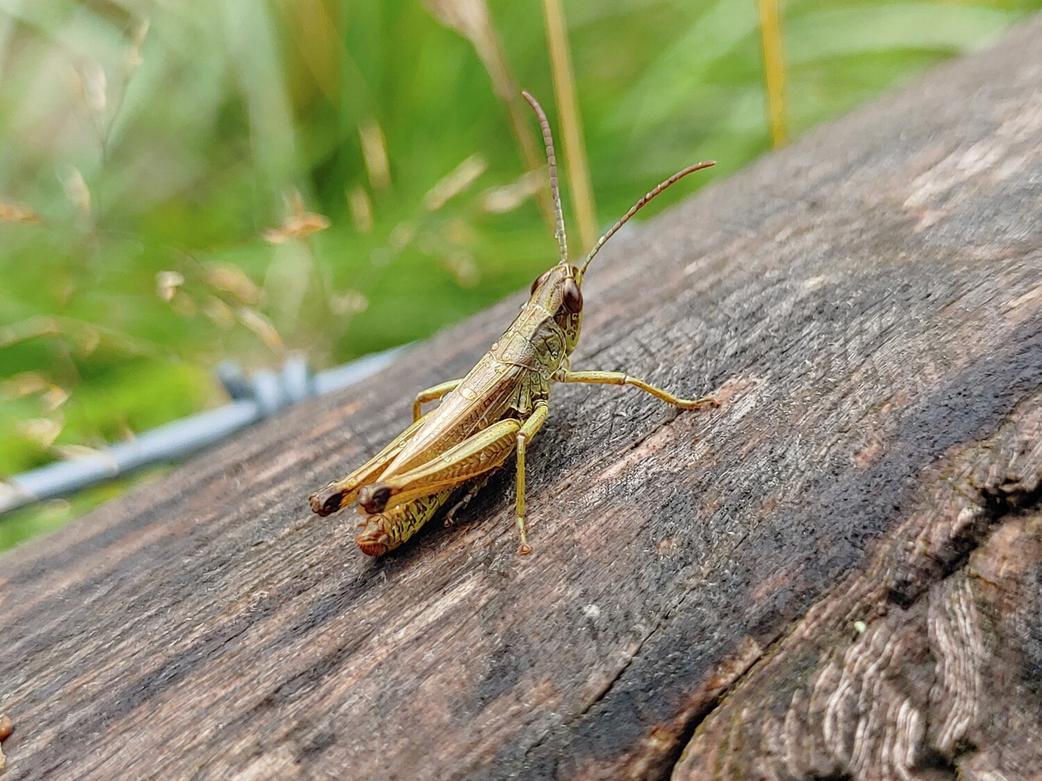 Grashüpfer im Juli 2025