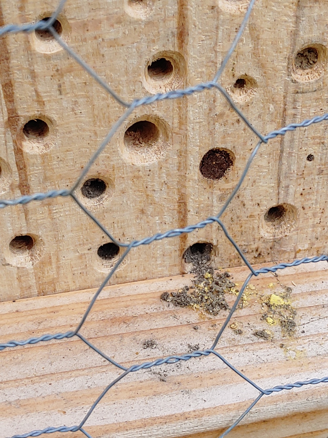 Die ersten Wildbienen sind bereits wieder ausgeflogen im Juni 2025 im Ortelsburger Park.