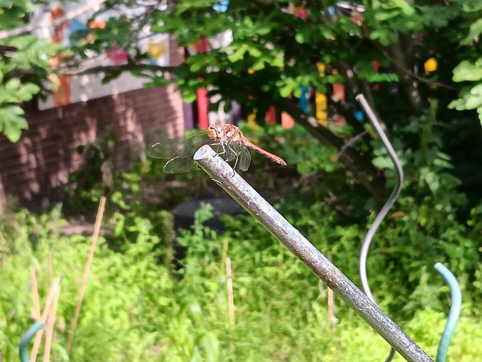 Libelle in der Helmuth-James-von-Moltke Grundschule_2023