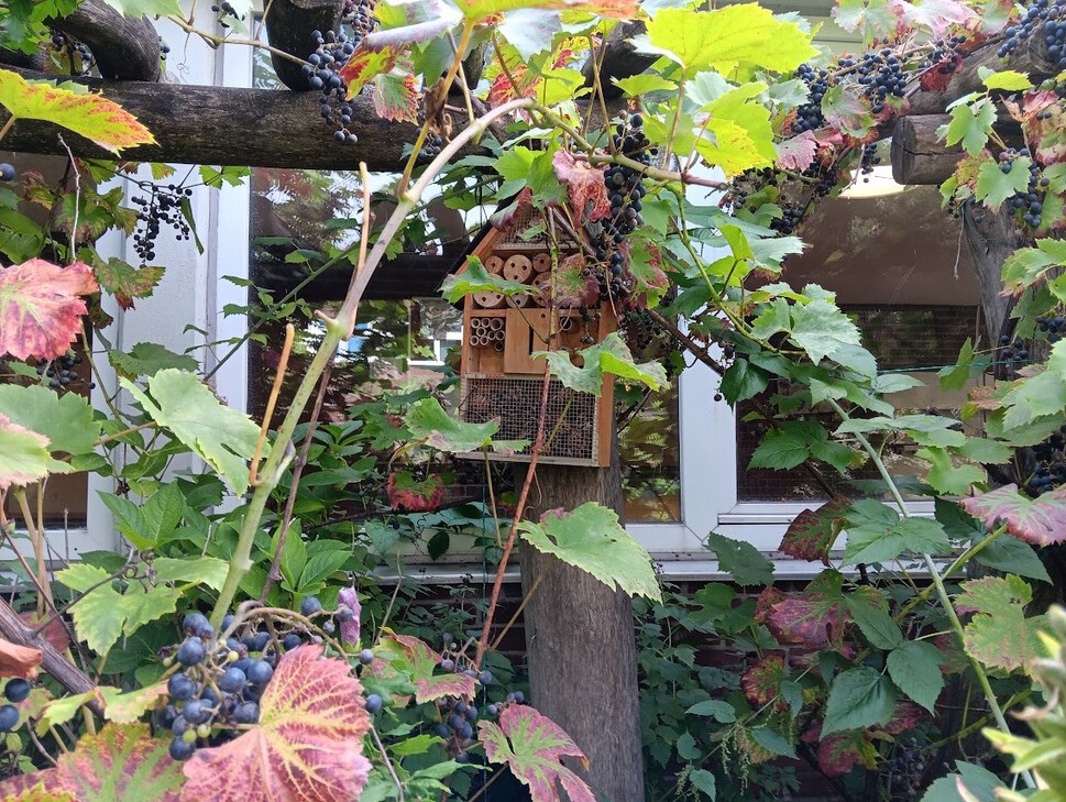 Insektenhotel zwischen Weintrauben in der Helmuth-James-von-Moltke Grundschule_2023