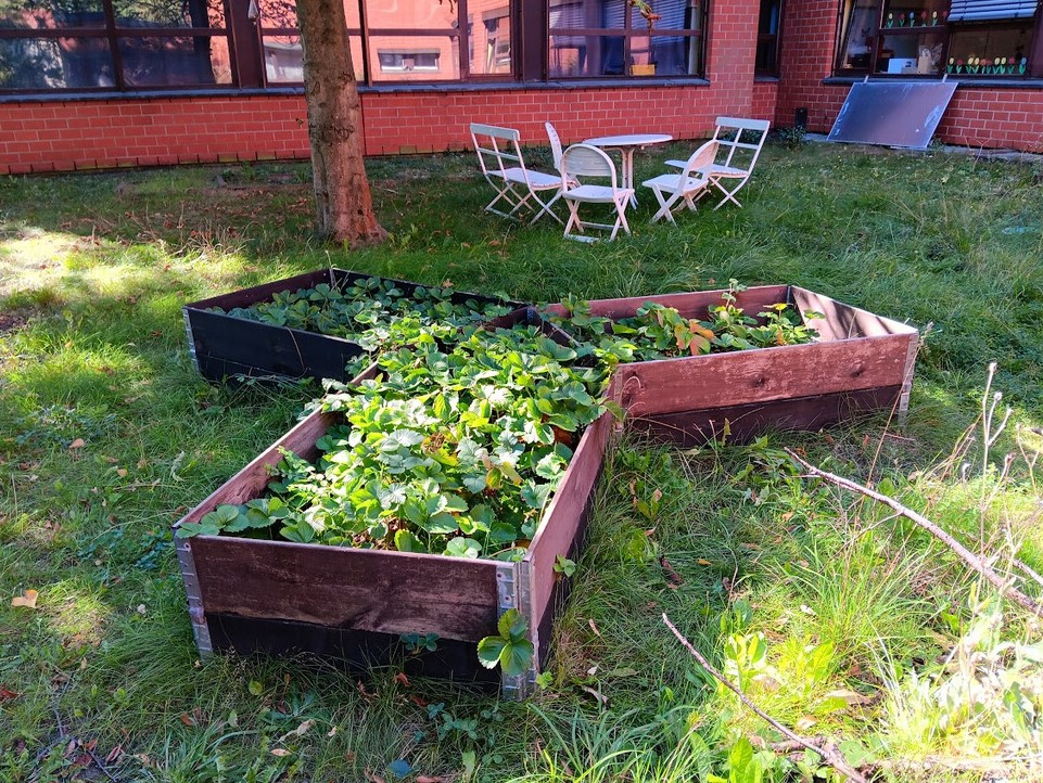 Charles-Dickens-Grundschule_Verschiedene Obstsorten im Beet_2023
