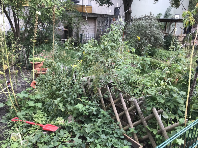 im Schulgarten der Villa Comenius wächst und gedeiht es_2020