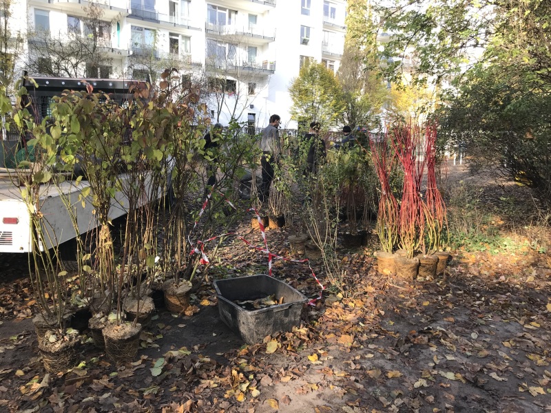 robuste insektenfreundliche Gehölze für das Außengelände der Villa Comenius_2020