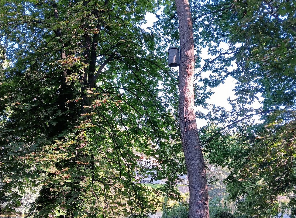 Nistkasten Dianasee Stiel-Eiche_2023