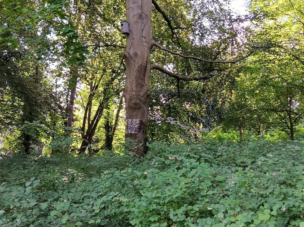 Nistkasten Dianasee Rot-Buche_2023