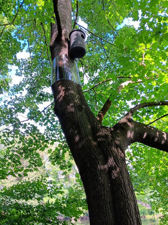 Nistkasten Dianasee Spitz-Ahorn_2023