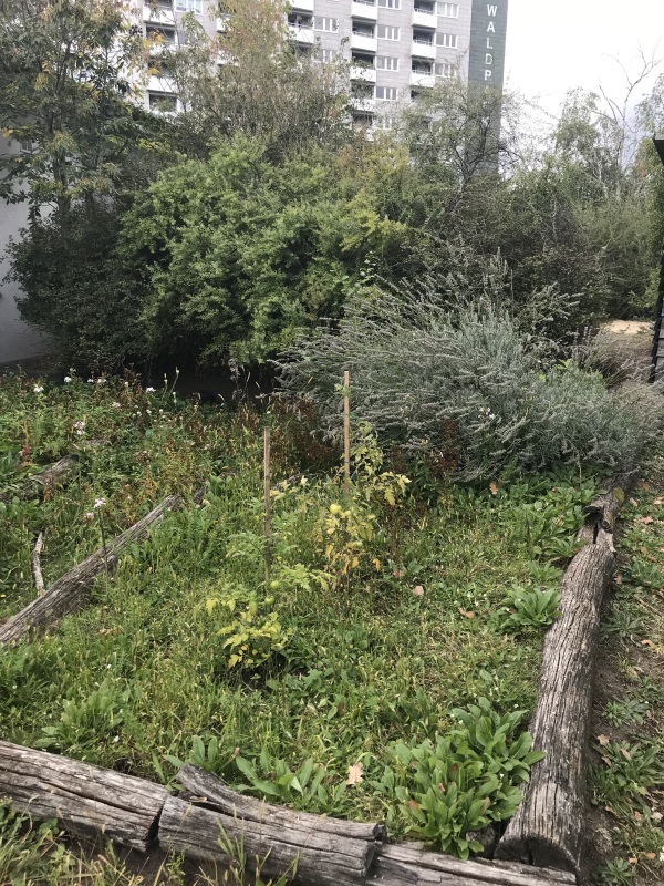 Beet mit Tomaten an der Dietrich-Bonhoeffer-Grundschule_2019