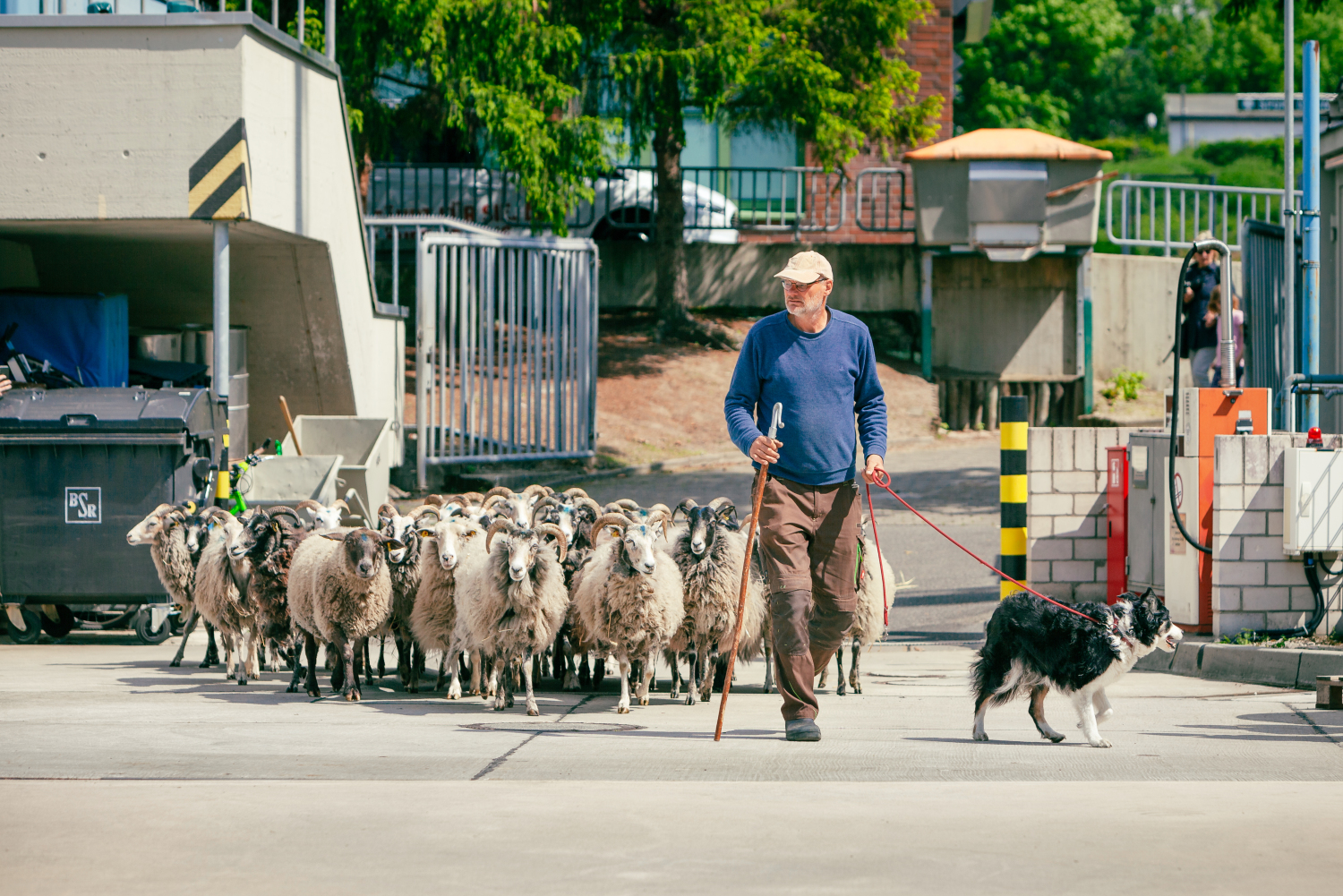 Schafe laufen unter Aufsicht des Schafhalters in das Horst-Dohm-Eisstadion ein