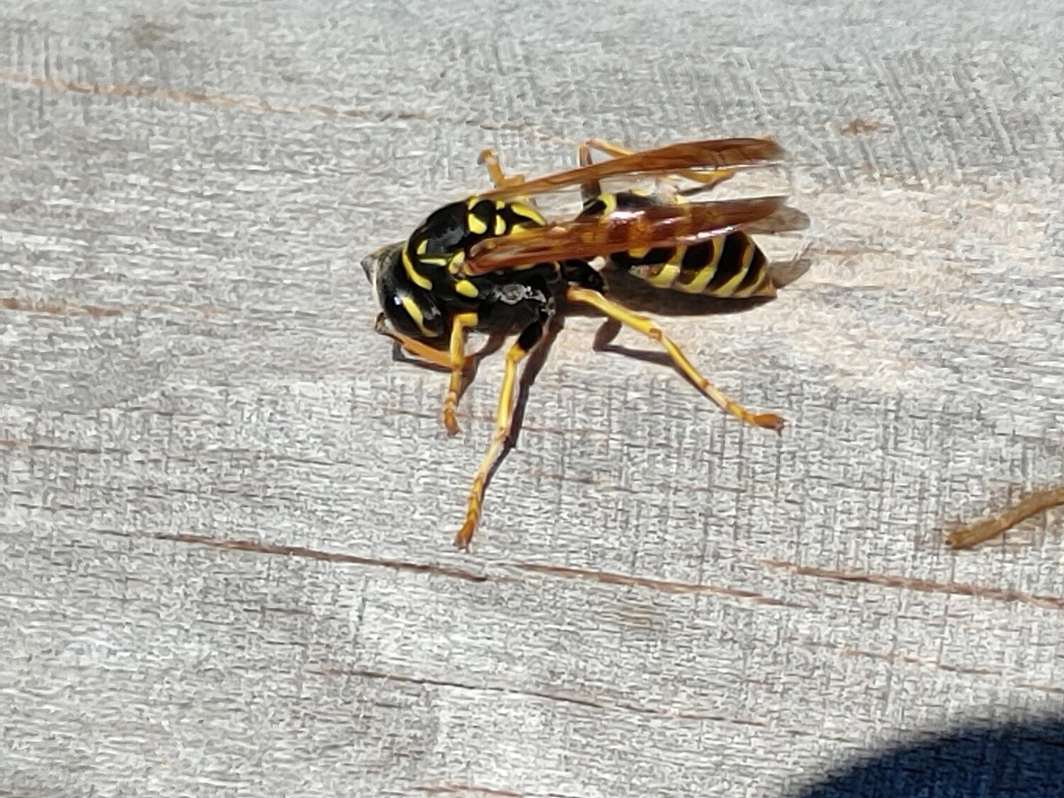 Feldwespe im neuen Habitat im Ortelsburger Park I 