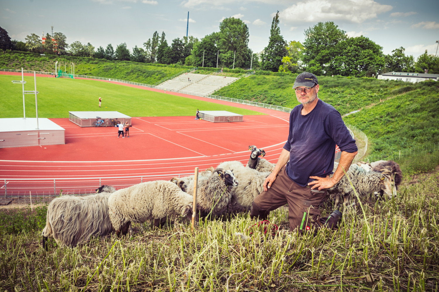 Der Schafhalter mit einigen Tieren auf der Böschung, im Hintergrund ist das Stadion Wilmersdorf zu sehen.