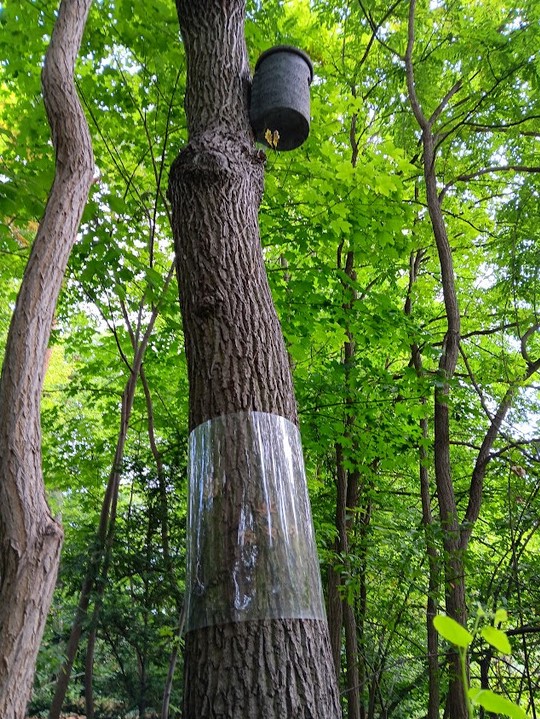 Nistkasten Hubertussee Stiel-Eiche_2023